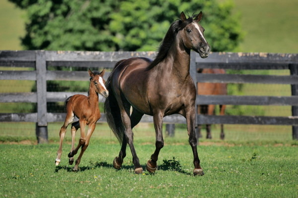 Broodmares Majesty