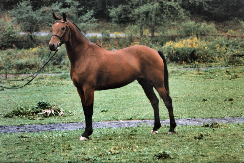 Broodmares Reflection