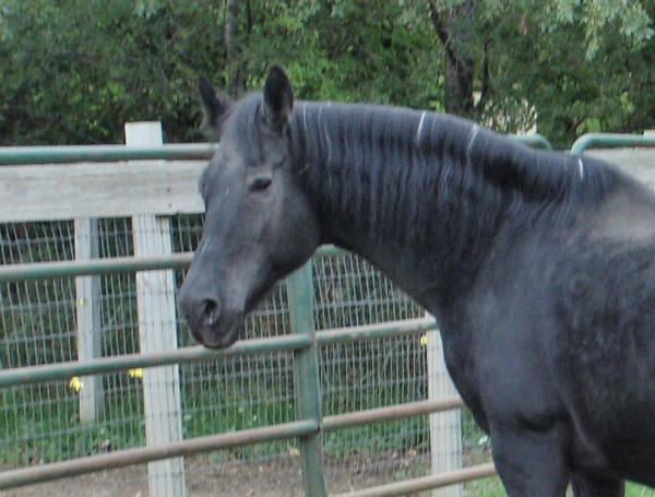 Broodmares Serena