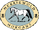 Merriewold Morgans